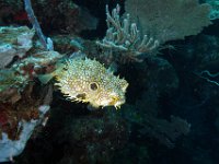 Web Burrfish is a spiny puffer.  He can inflate if he is molested.